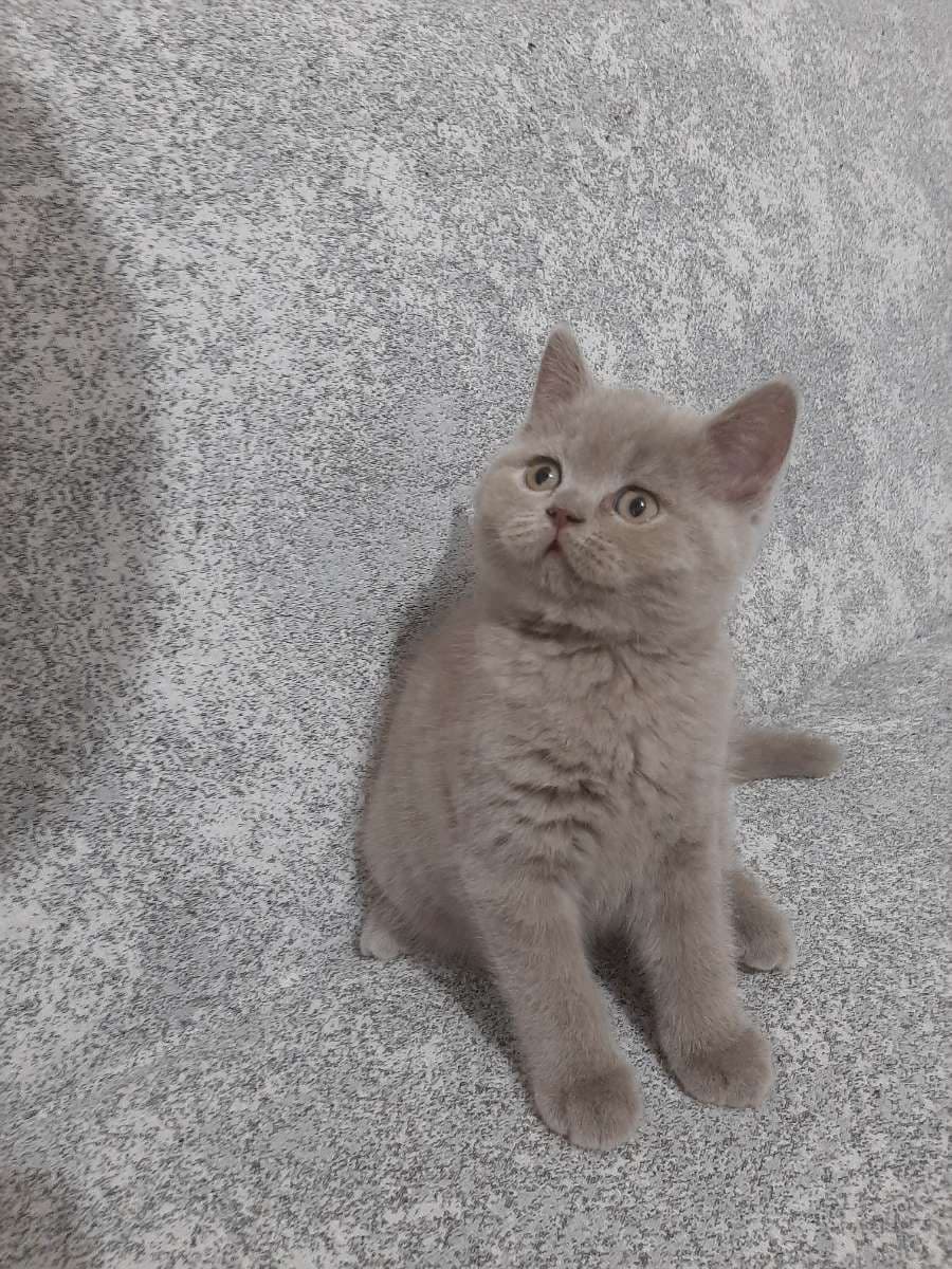 Kedi British Shorthair Kedi, İstanbul