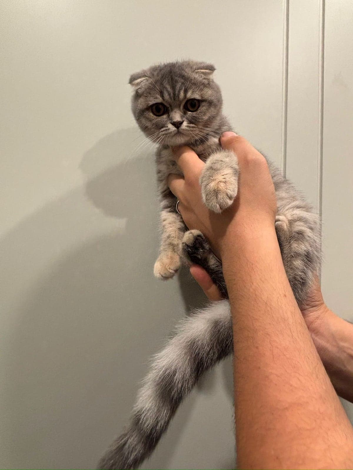 Kedi Scottish Fold Kedi, İstanbul