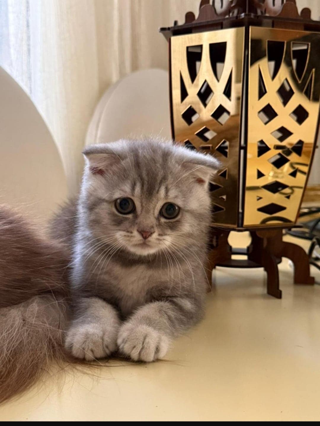Kedi British Shorthair Kedi, İstanbul