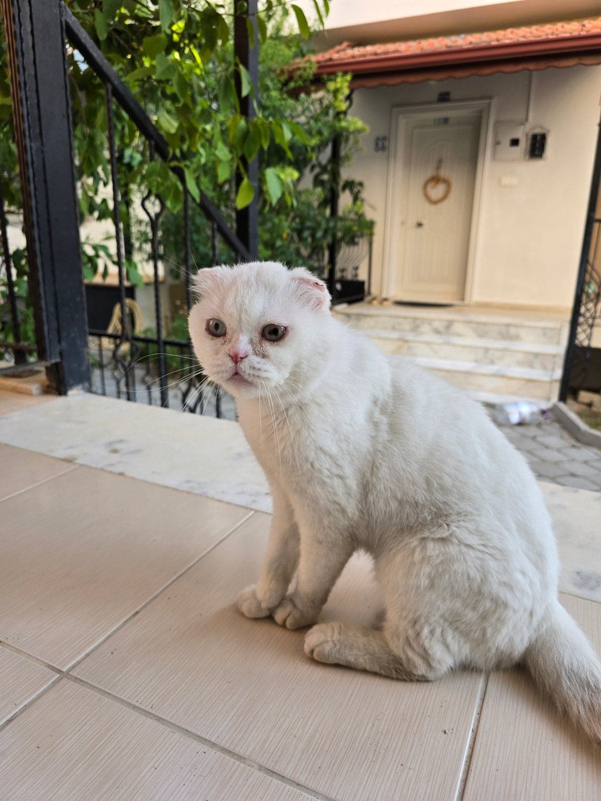 Pamuk Kız Scottish Fold Kedi, Muğla