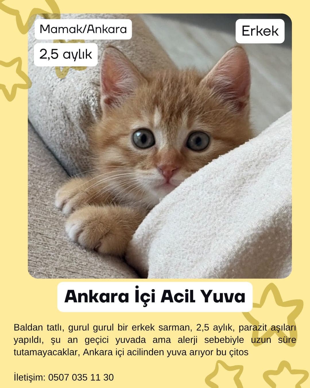 Çitos Sokak Kedisi Kedi, Ankara