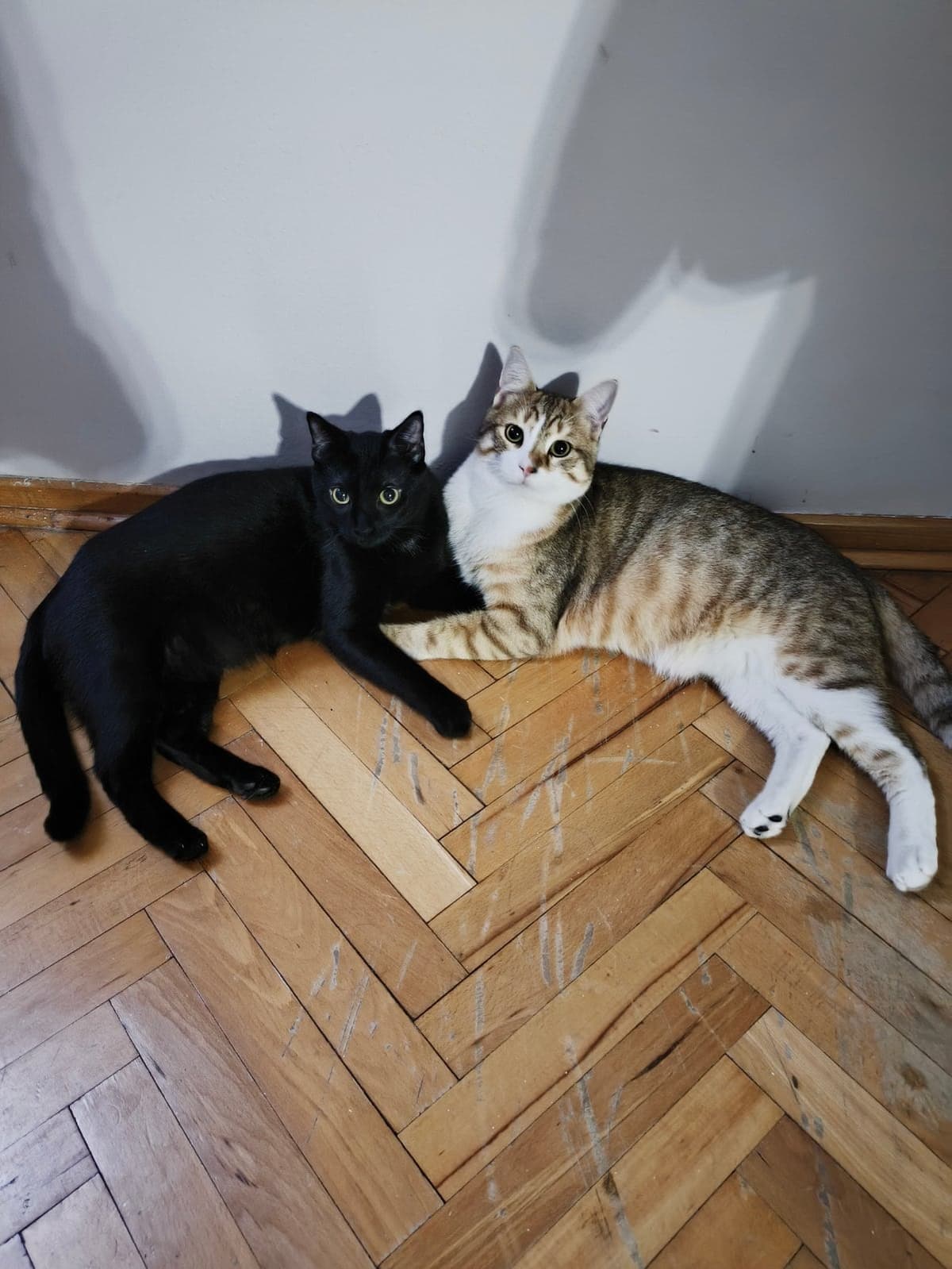 Gece&Gündüz Tekir Kedi, İstanbul