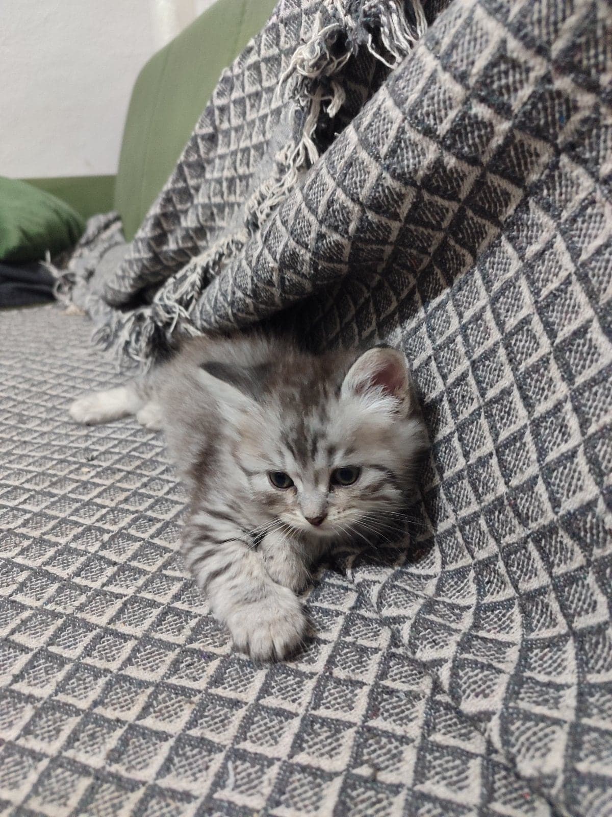 Gümüş British Longhair Kedi, Bursa
