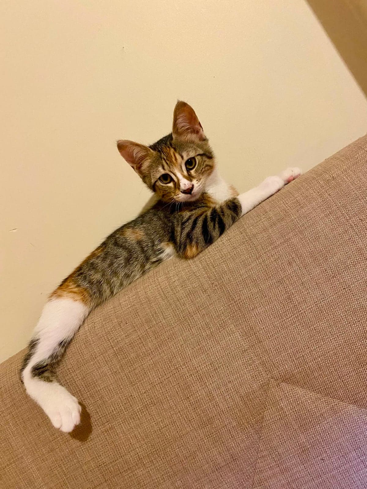 Şans Kedisi Tekir Kedi, İstanbul