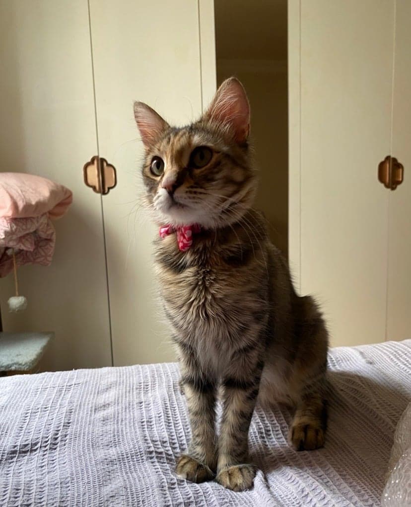 FıstıkSu Tekir Kedi, İstanbul