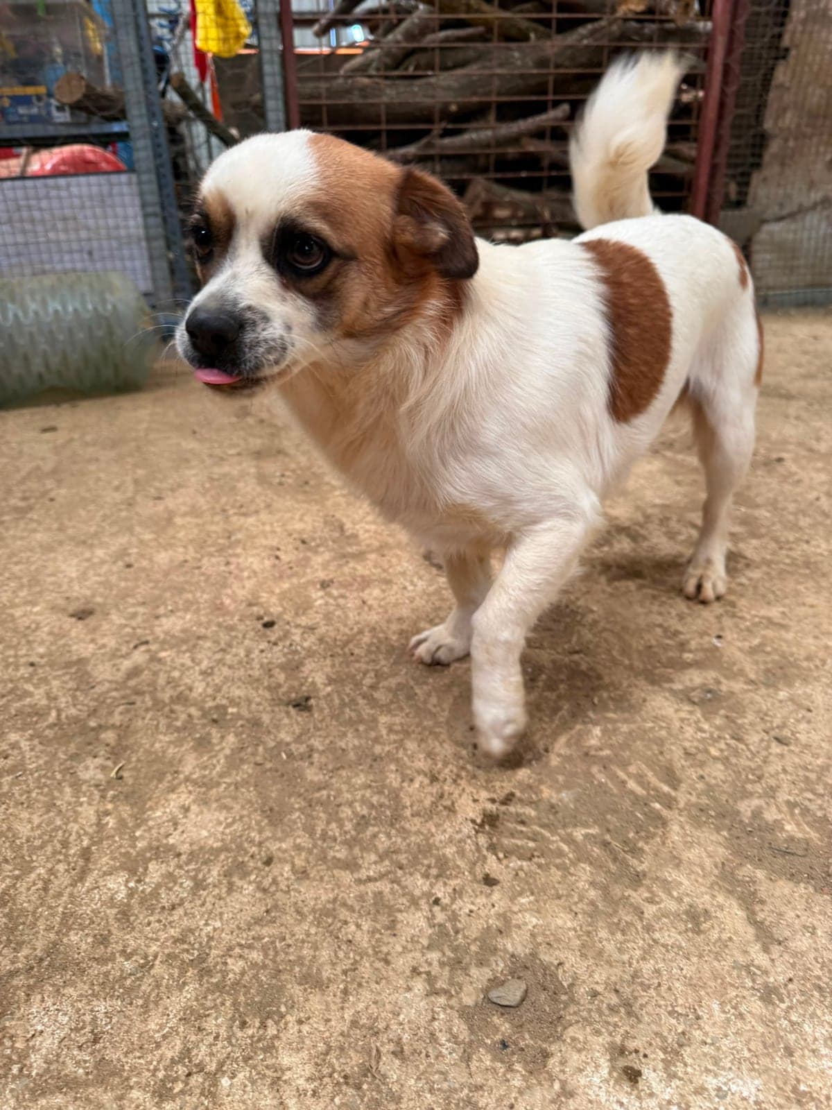 Taci Melez Köpek, İzmir