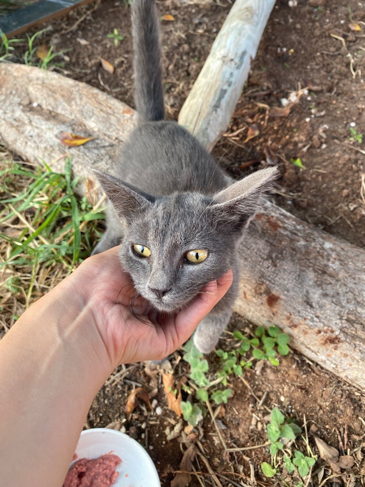 Minik British Shorthair Kedi, Mersin