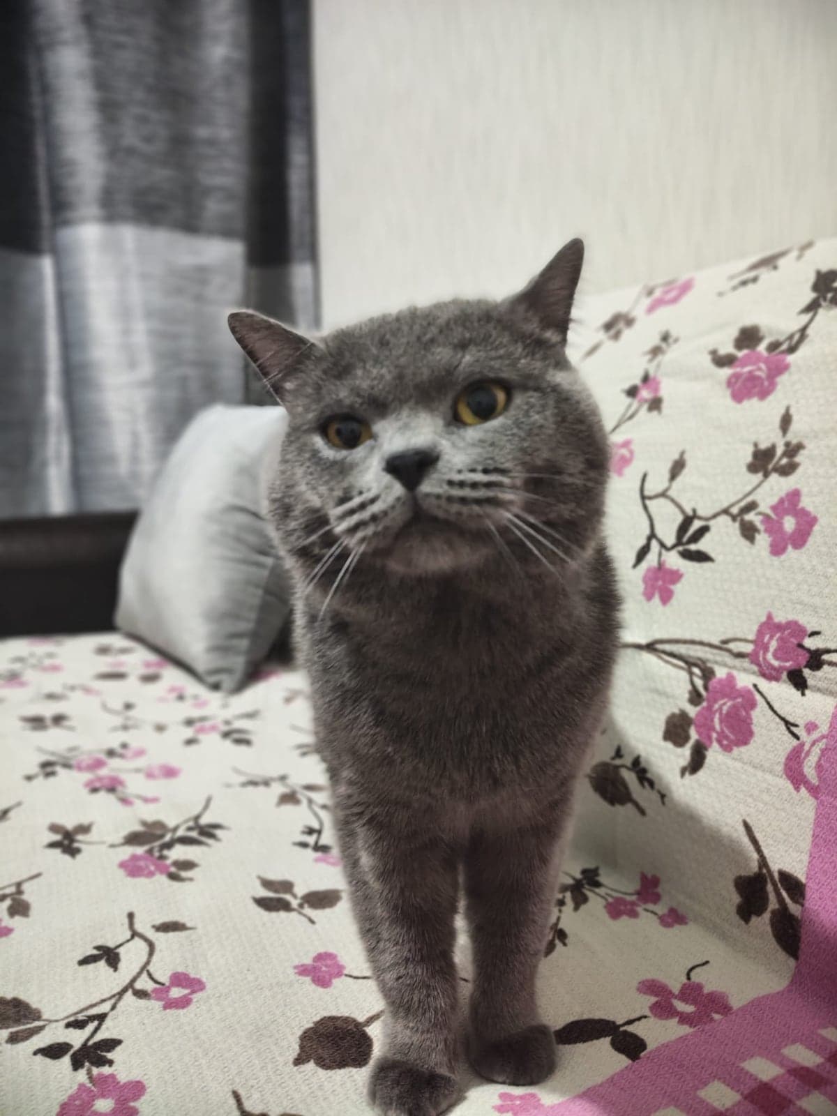 Kayıp British Shorthair Kedi, Ankara