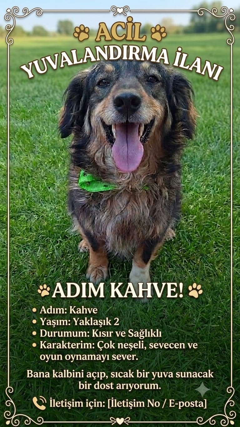 Kahve Melez Köpek, İzmir