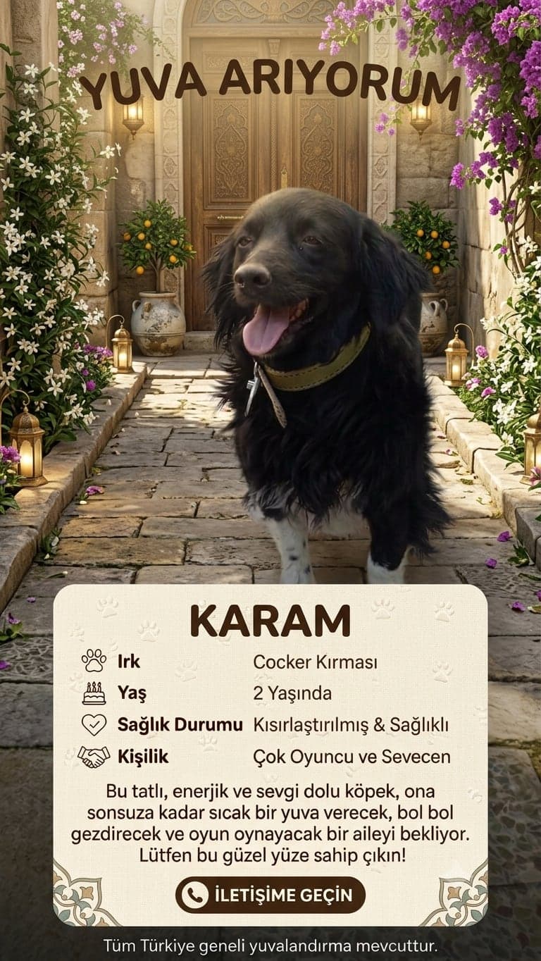 Karam Melez Köpek, İzmir