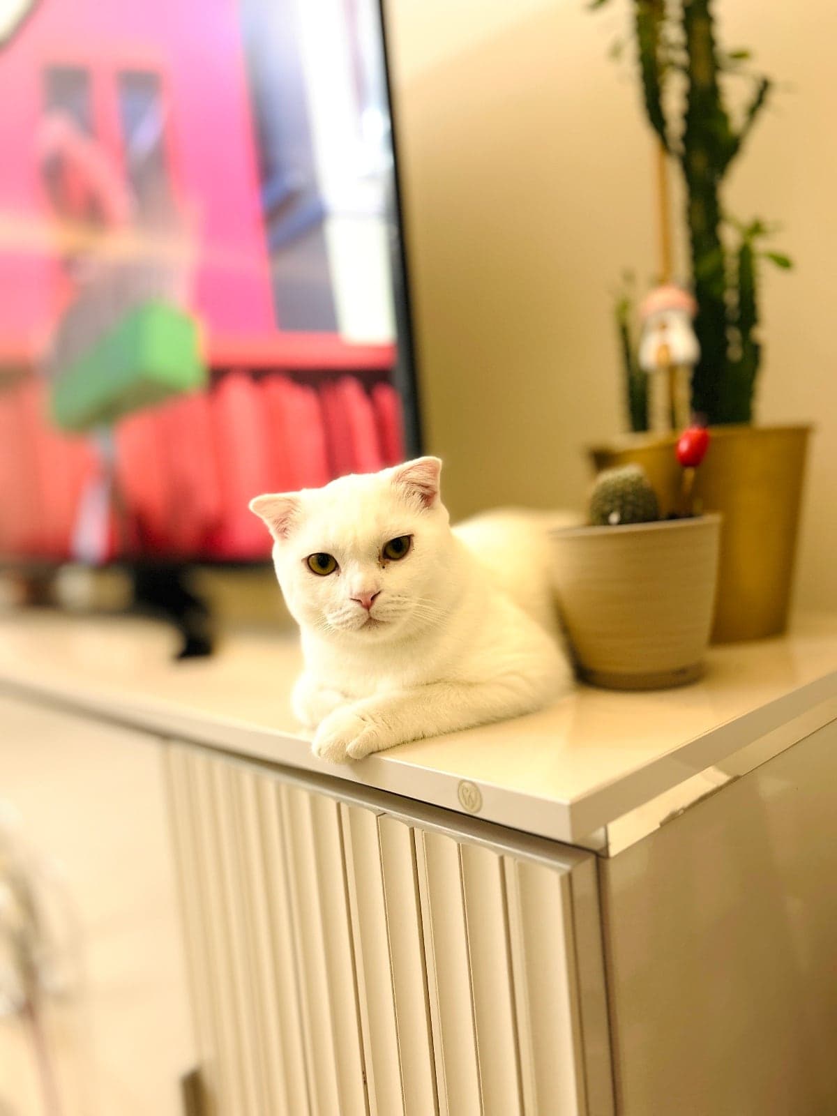Lokum Scottish Fold Kedi, Tekirdağ