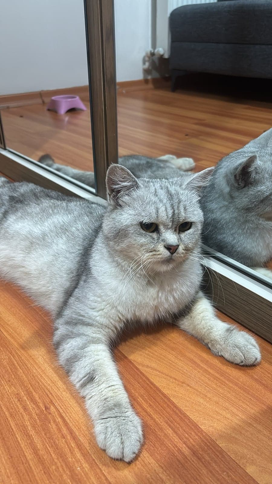 pilav British Shorthair Kedi, İstanbul