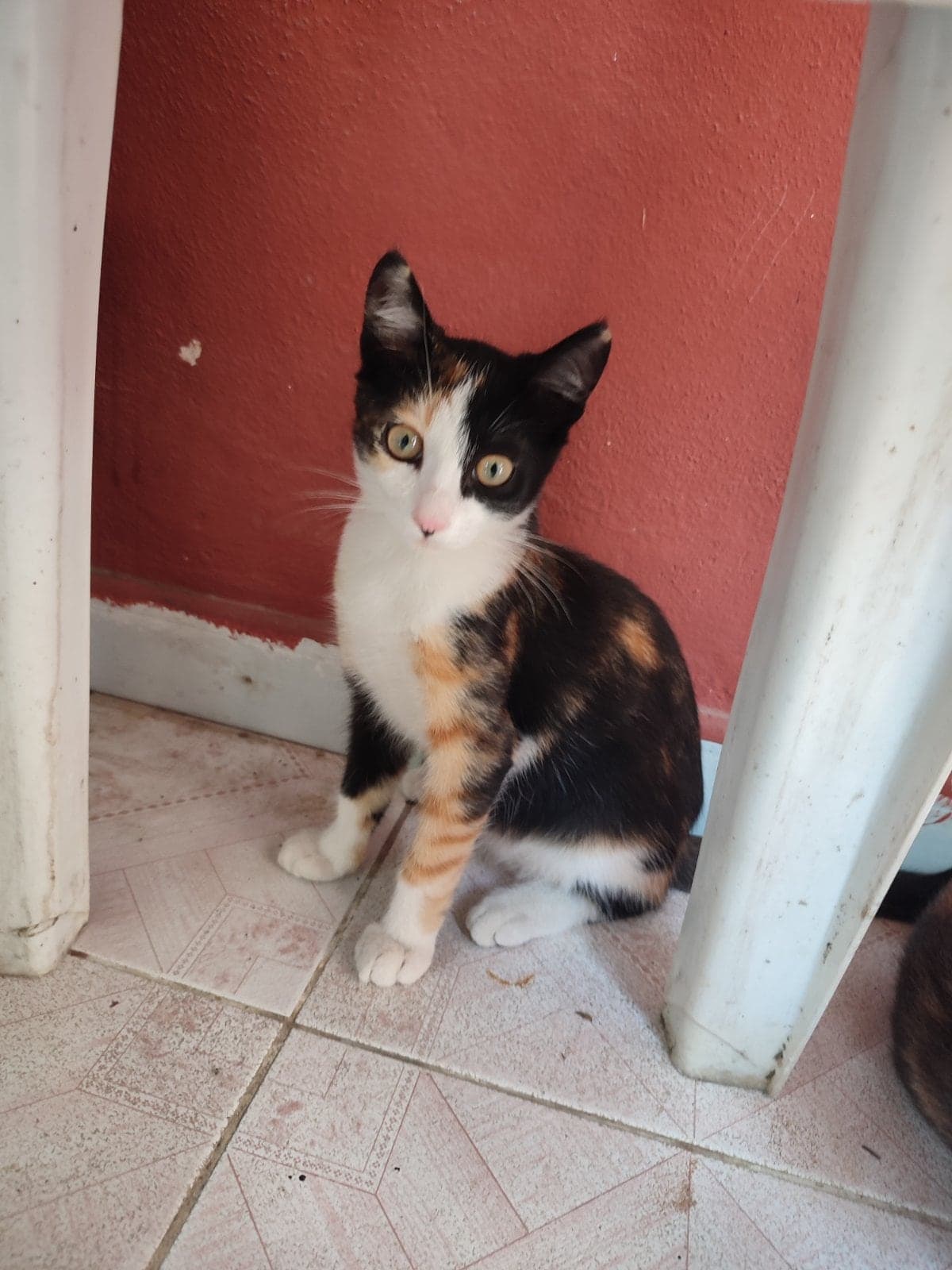 Kimyon Tekir Kedi, Adana