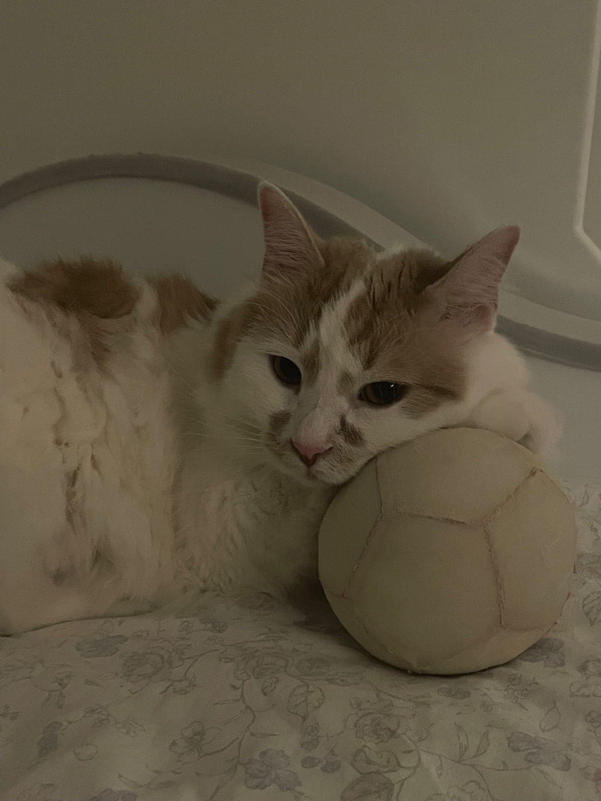Bal Tekir Kedi, İstanbul