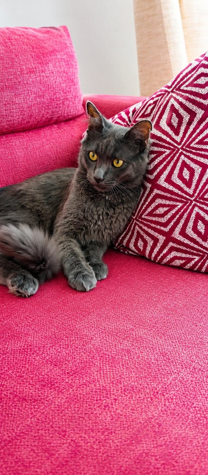 Paşa Russian Blue Kedi, İstanbul