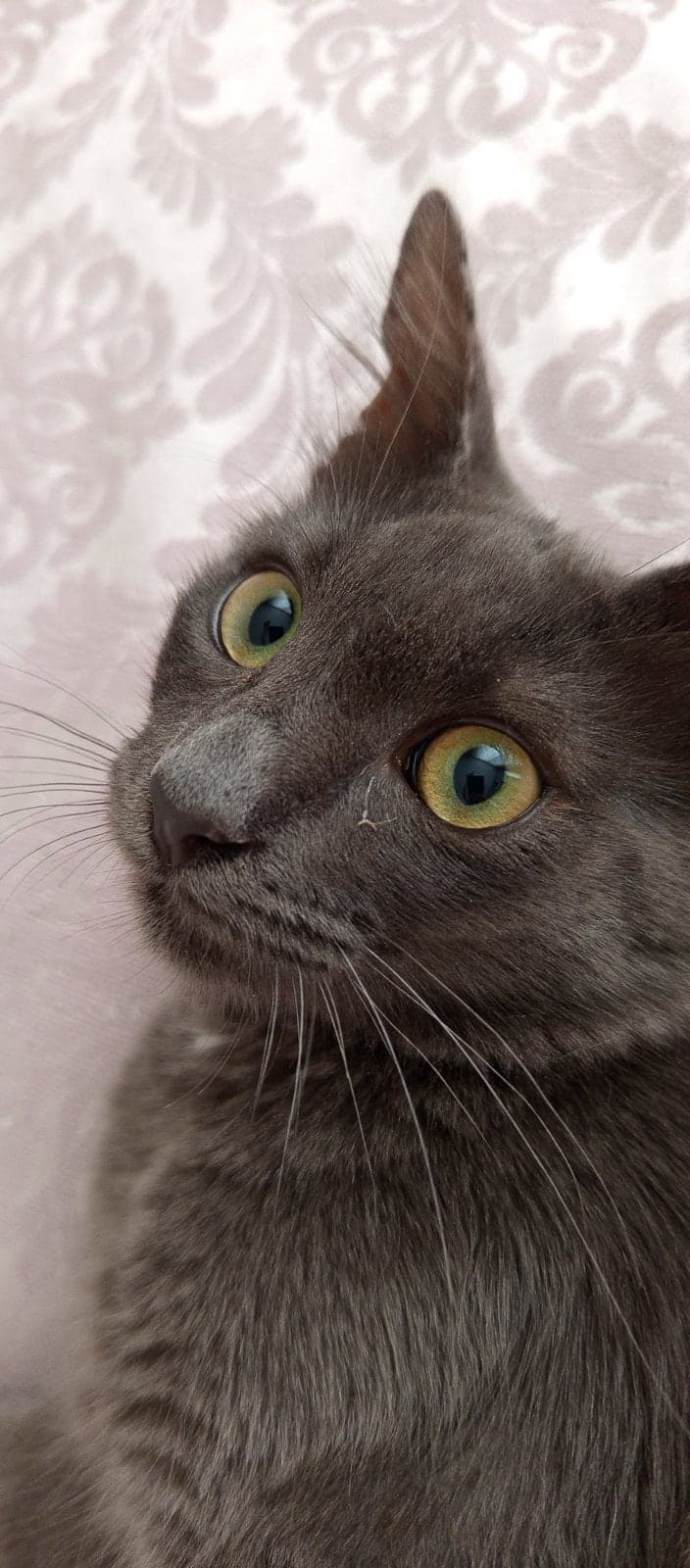 Paşa Russian Blue Kedi, İstanbul