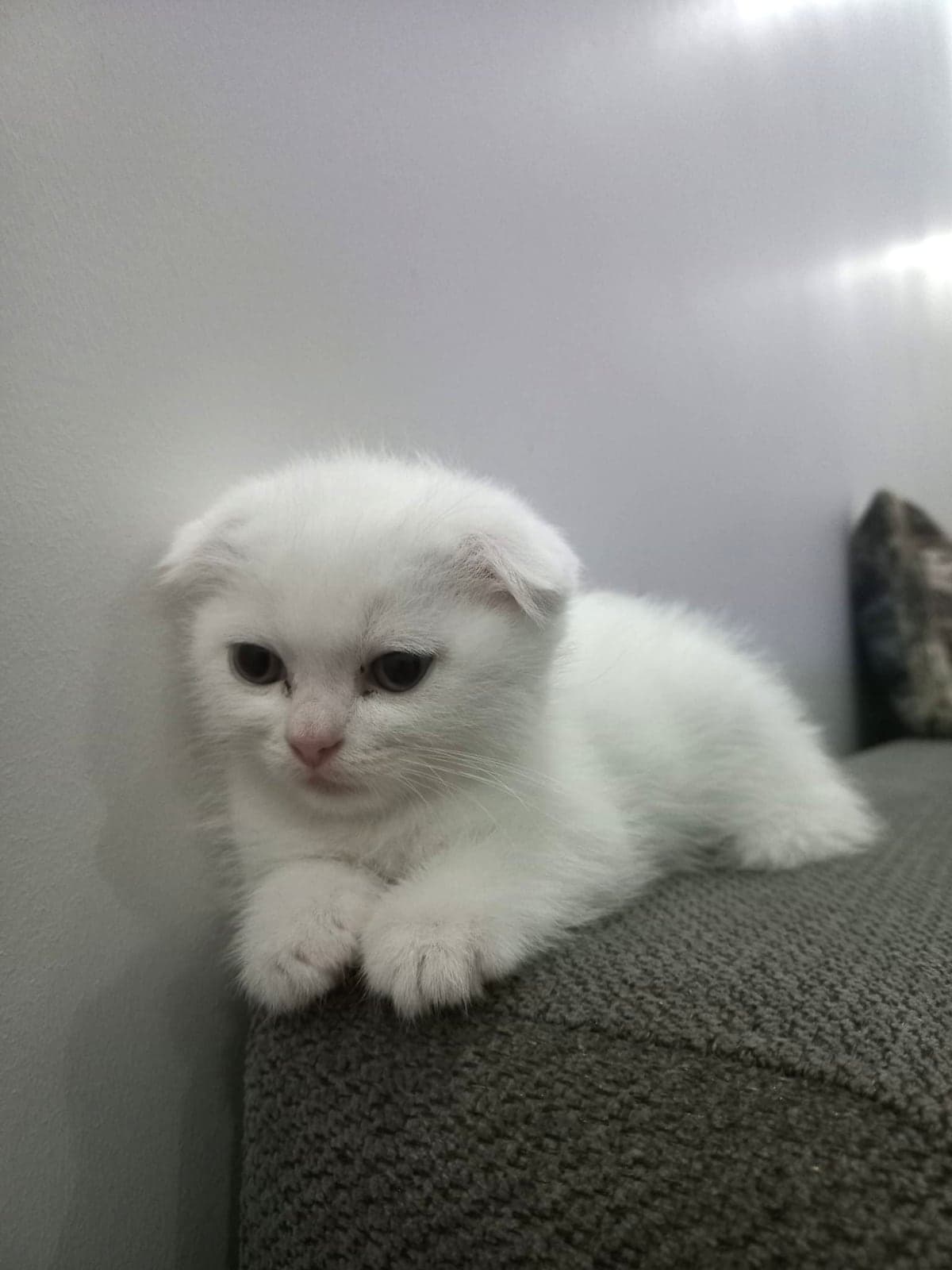 Kartopu Scottish Fold Kedi, İstanbul