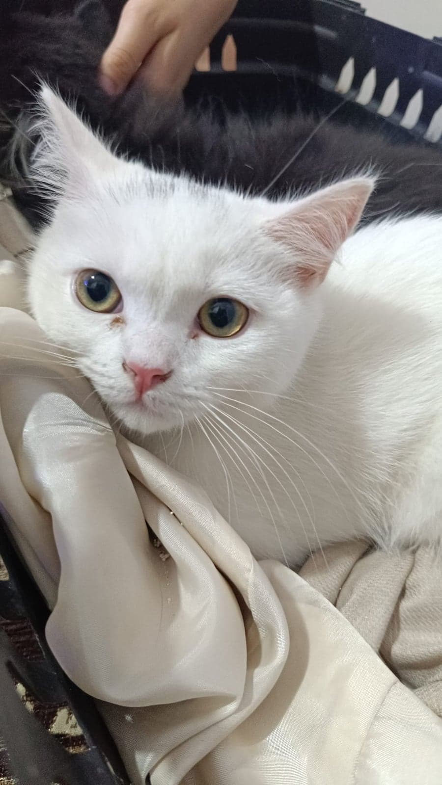 Tamuk Melez Kedi, İstanbul