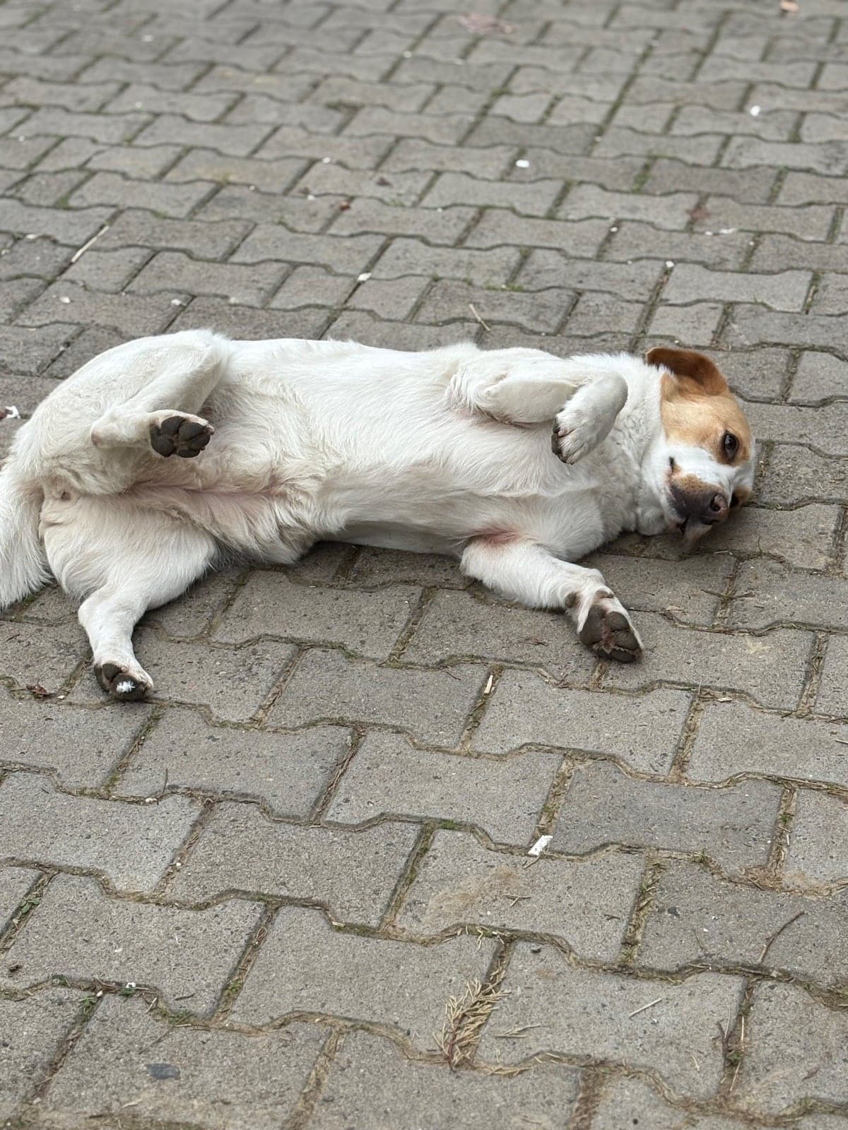 Leyla Beagle Köpek, Ordu
