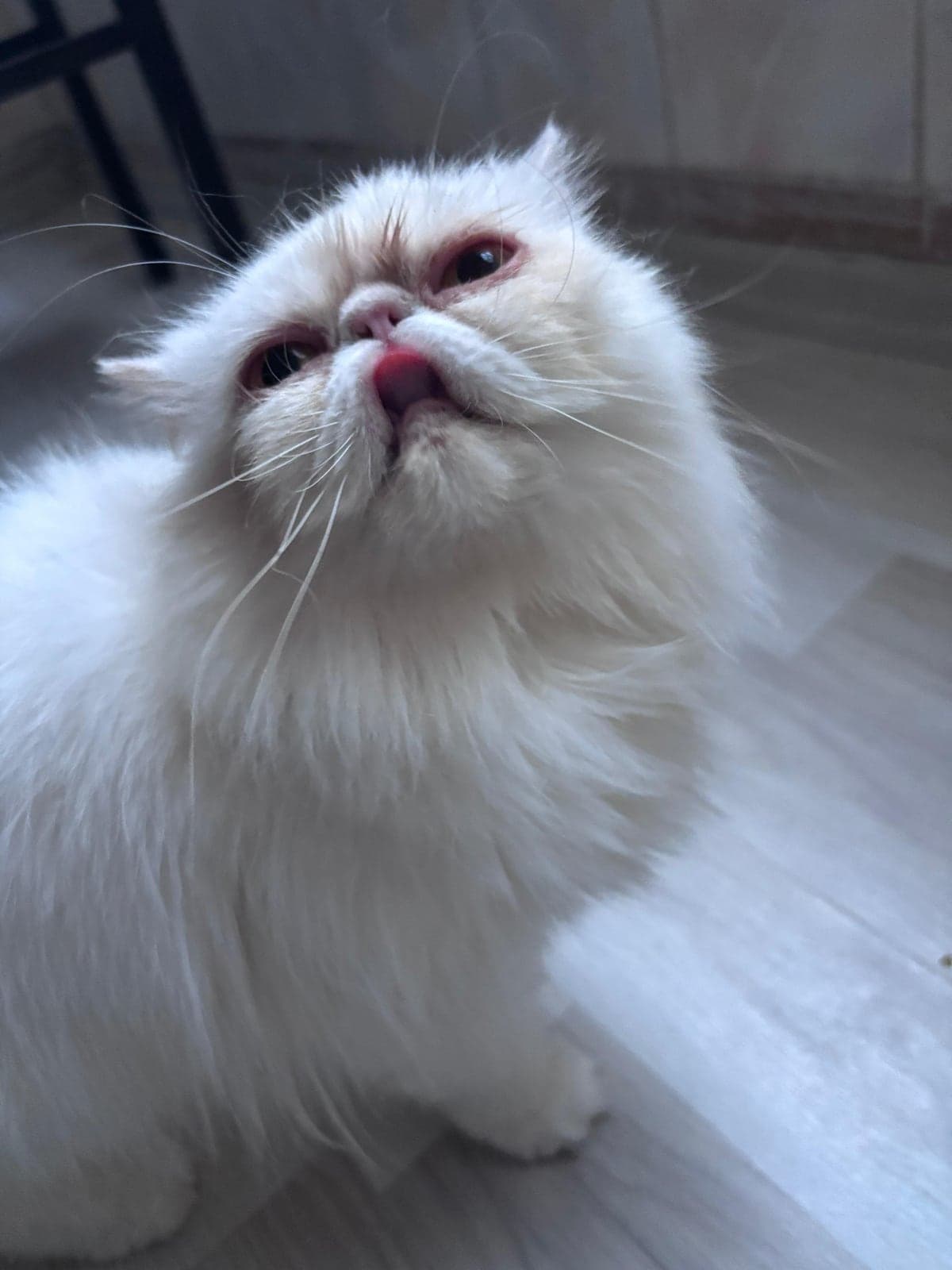 Persian / İran Kedisi · Kedi Bilmiyorum Kedi, Ordu