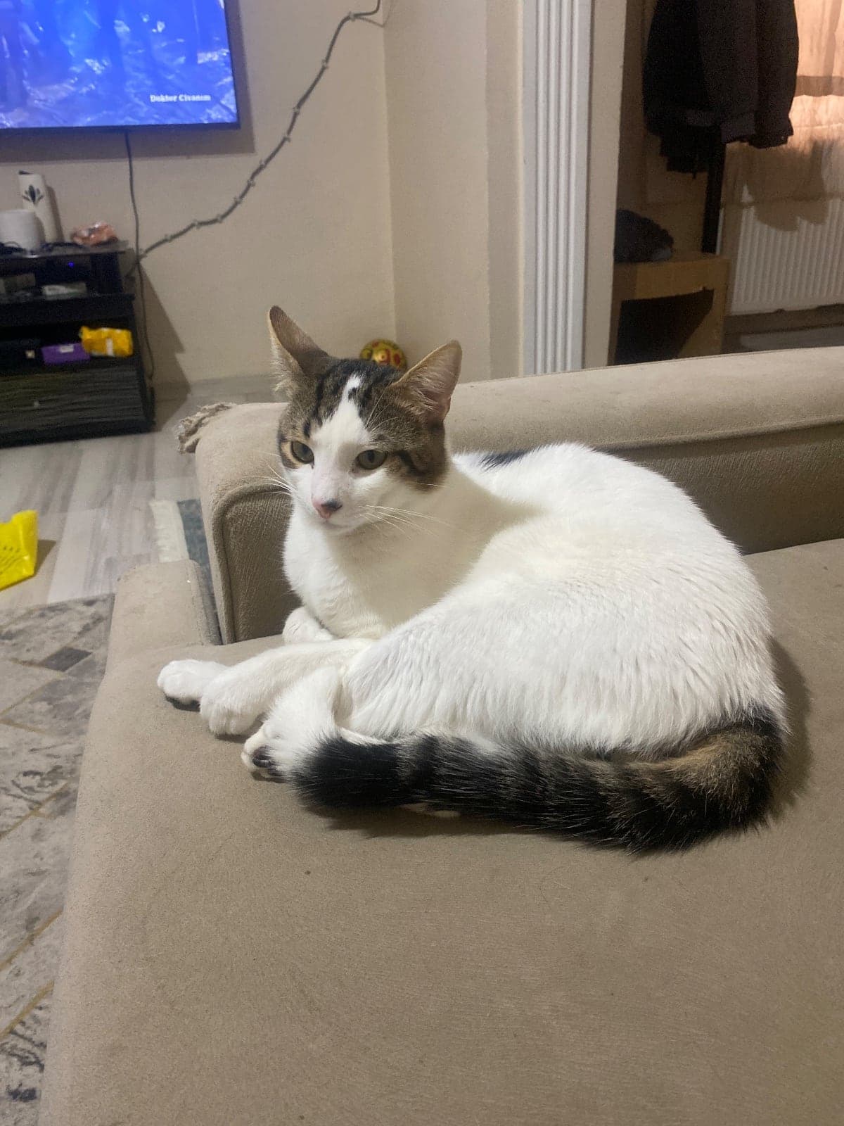 Tosbik Tekir Kedi, İstanbul