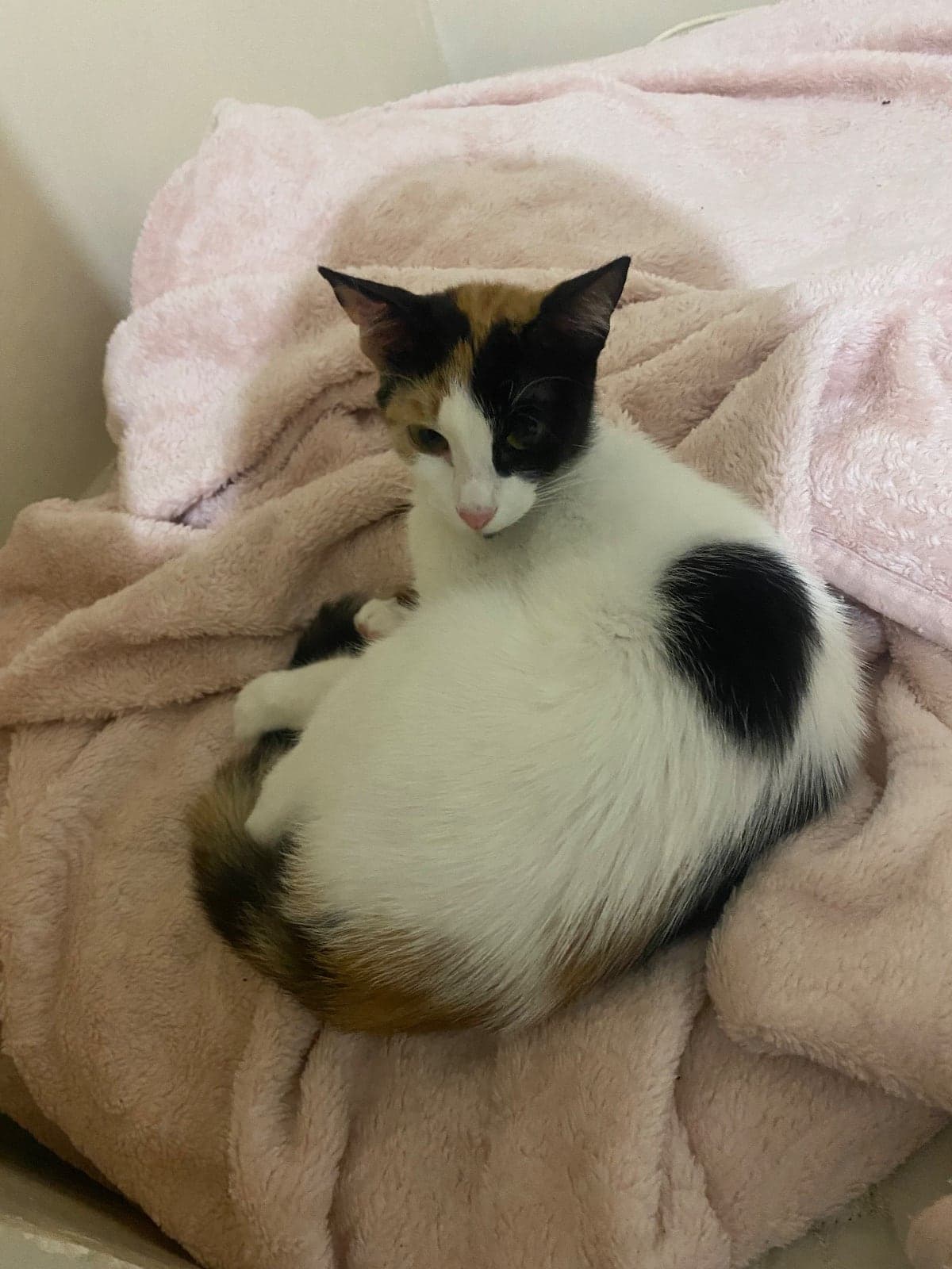 Prenses / caliko cinsi Tekir Kedi, İstanbul