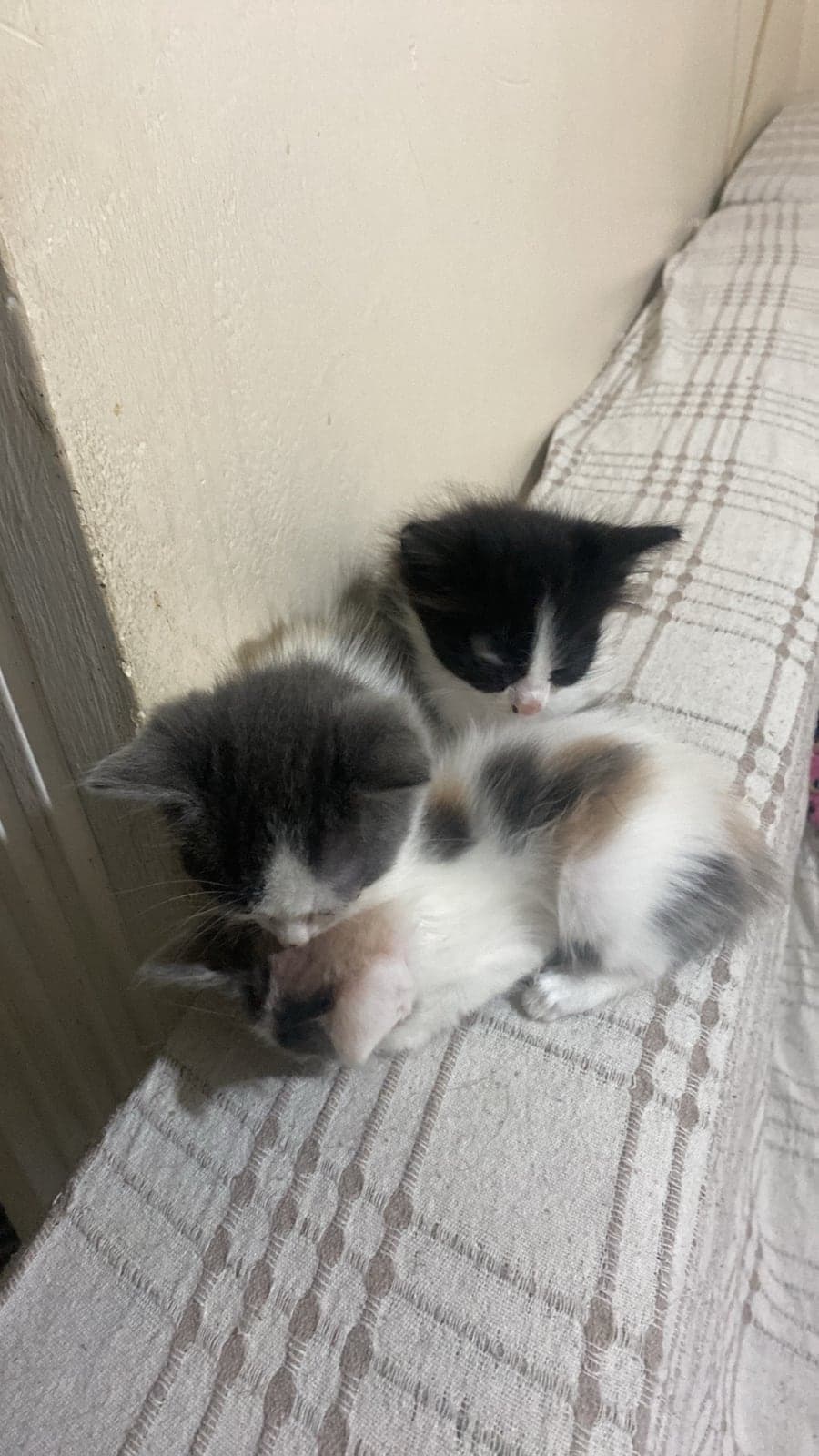 bebişler Bilmiyorum Kedi, İstanbul
