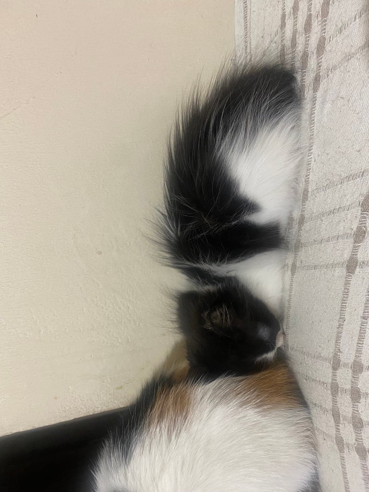 yok Bilmiyorum Kedi, İstanbul