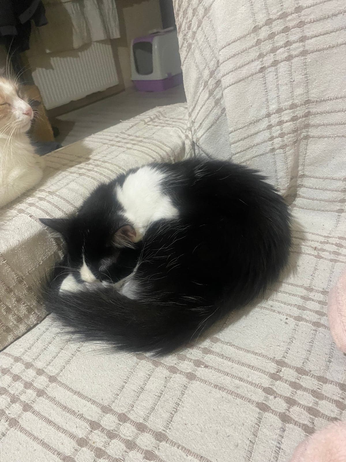 Leo Bilmiyorum Kedi, İstanbul