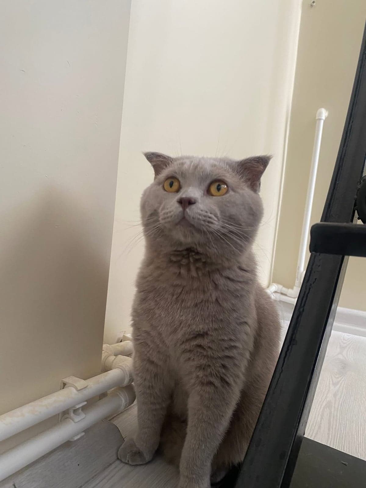 Minik bey British Shorthair Kedi, Adana