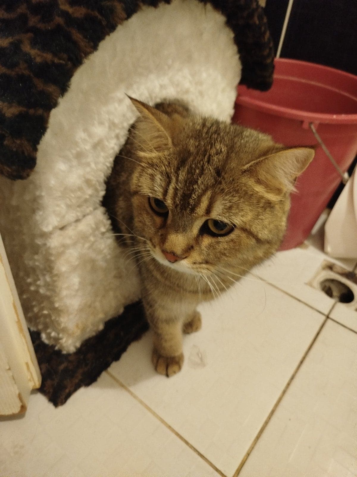 Tosuruk British Shorthair Kedi, Bursa