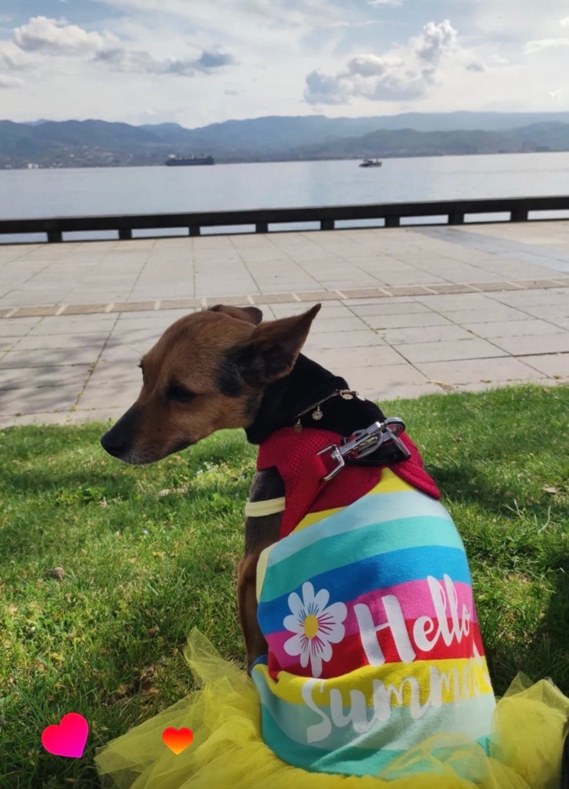 Eva Bilmiyorum Köpek, Istanbul