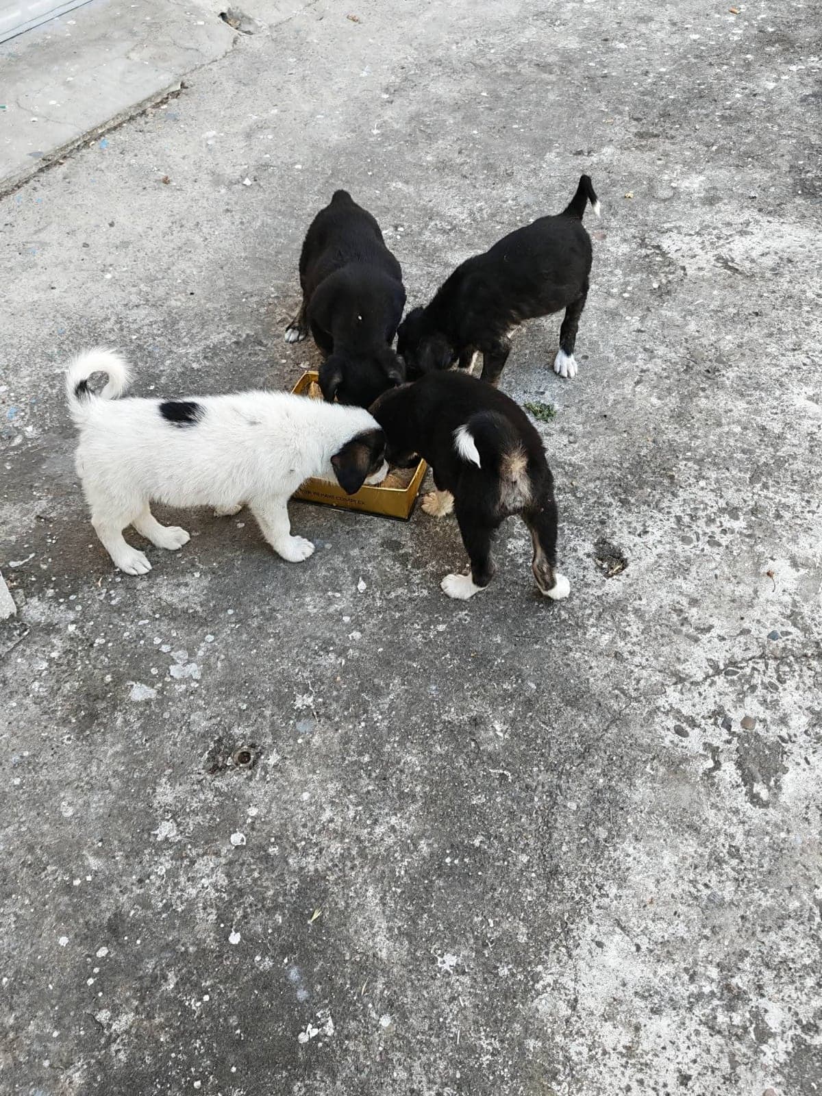 Yavrular Bilmiyorum Köpek, Zonguldak