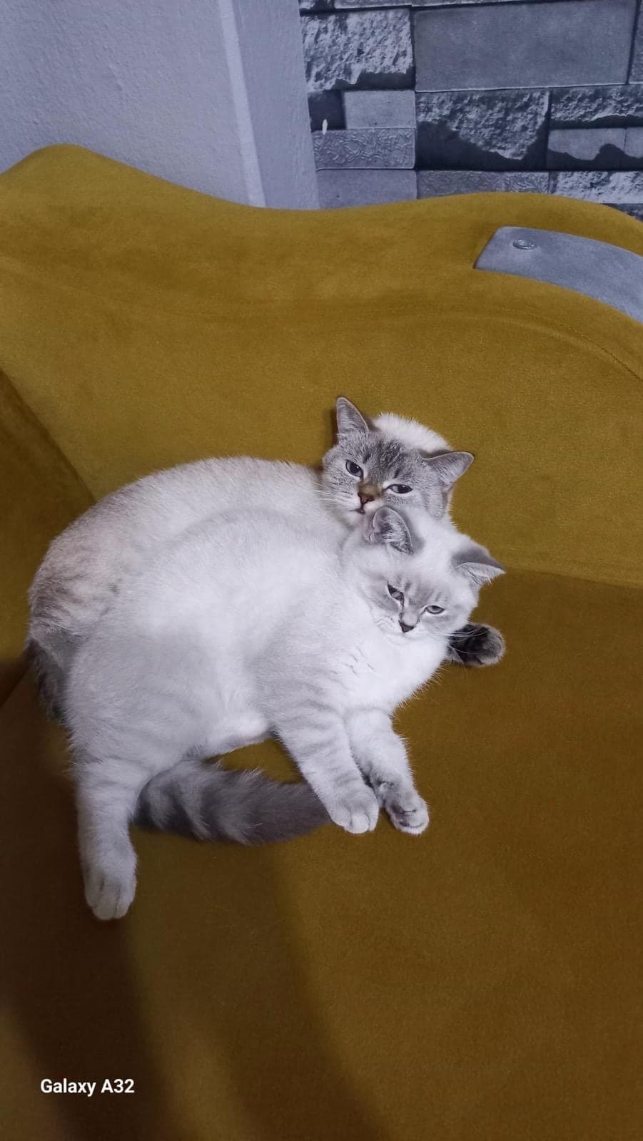 maviş ve zilli Bilmiyorum Kedi, Istanbul