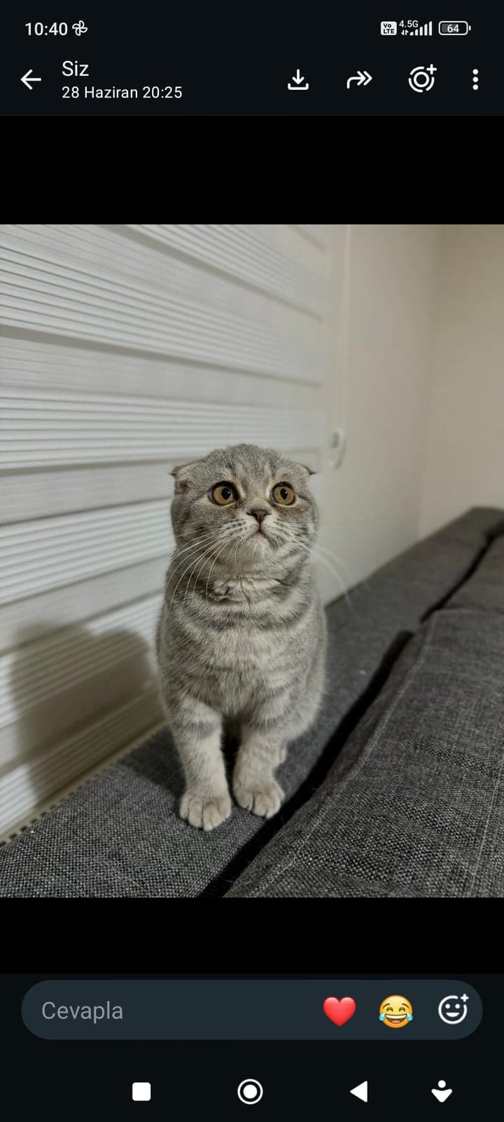 Mia Scottish Fold Kedi, Ankara