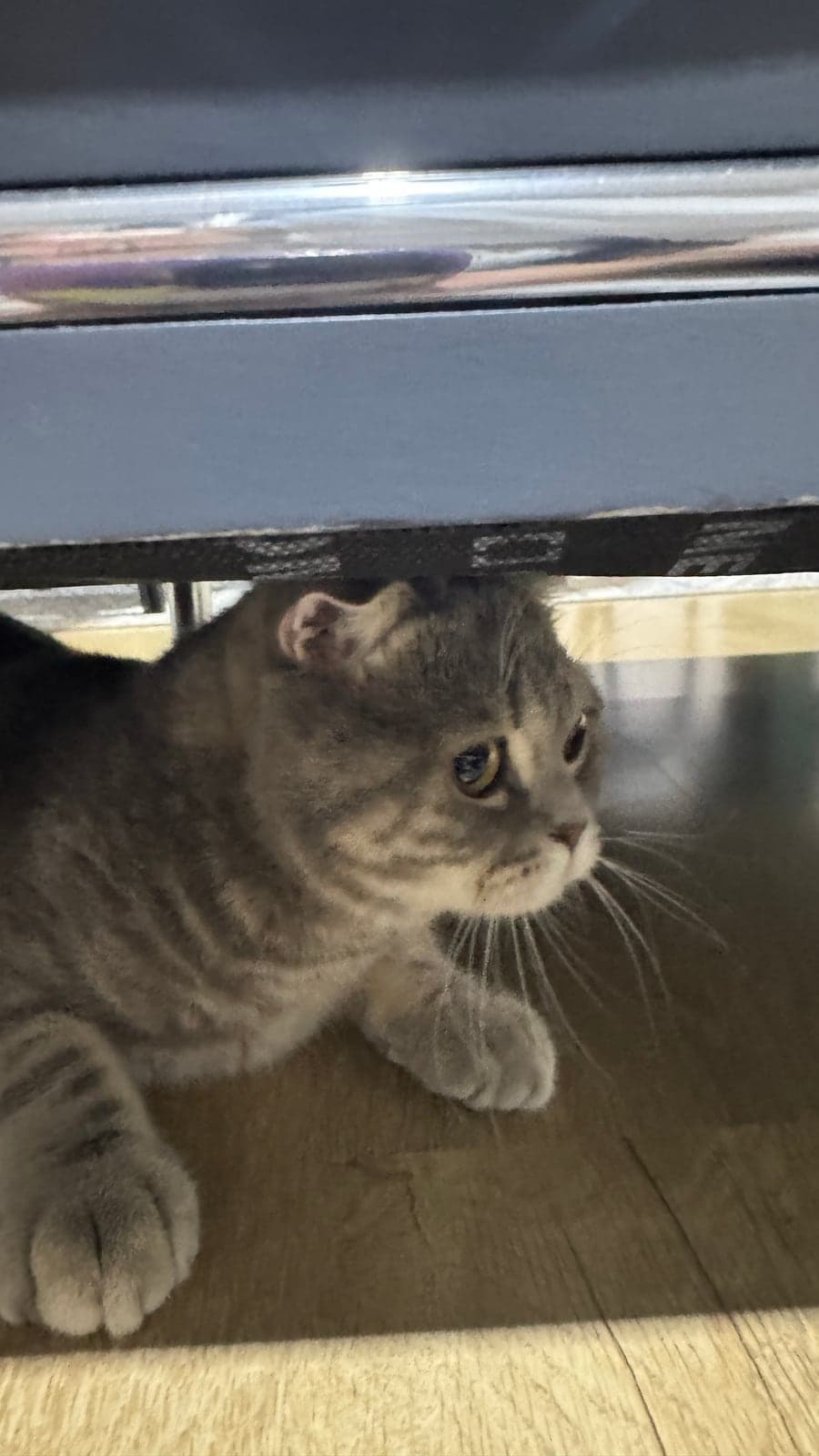 Leo Scottish Fold Kedi, İstanbul