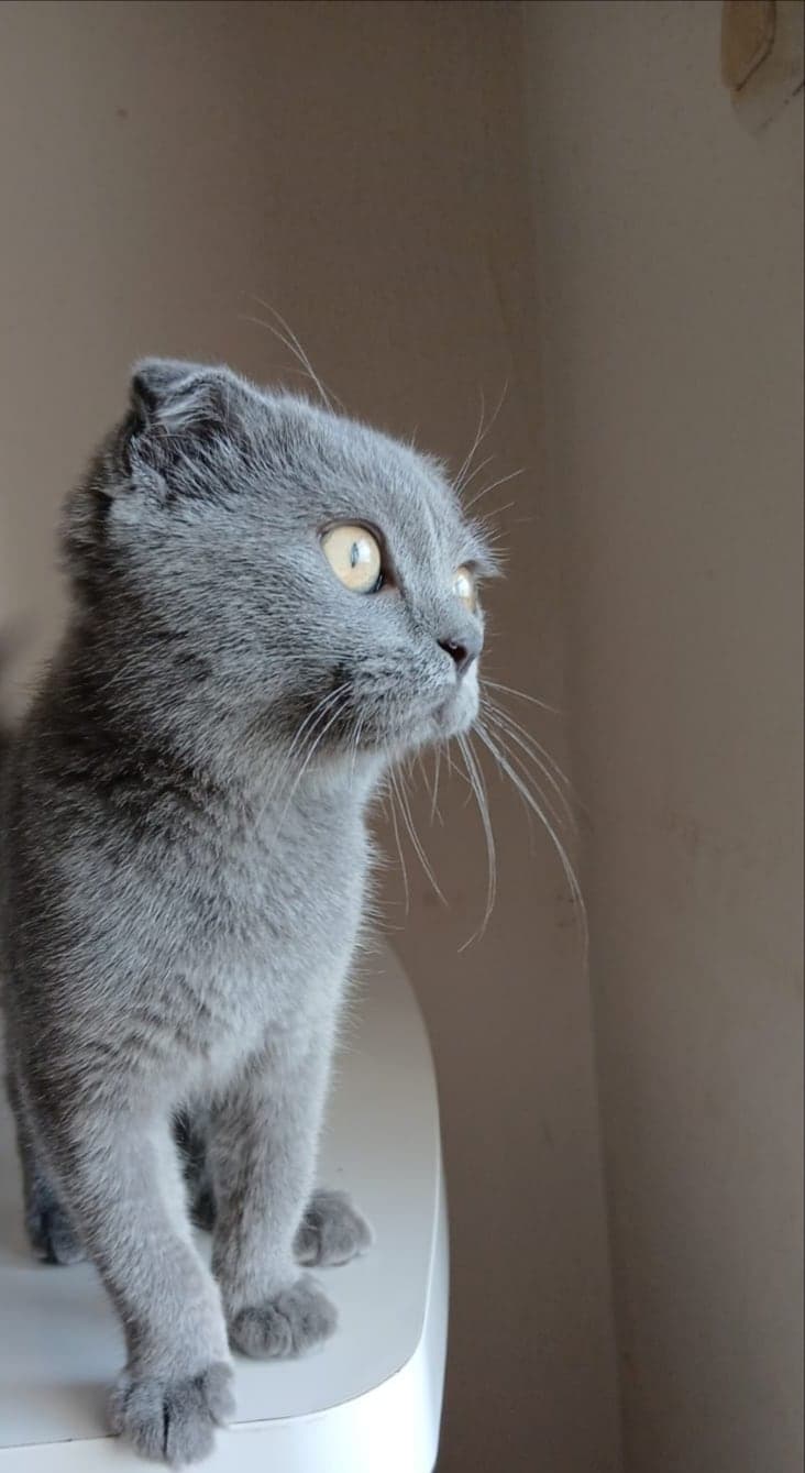 Maya Scottish Fold Kedi, Kocaeli