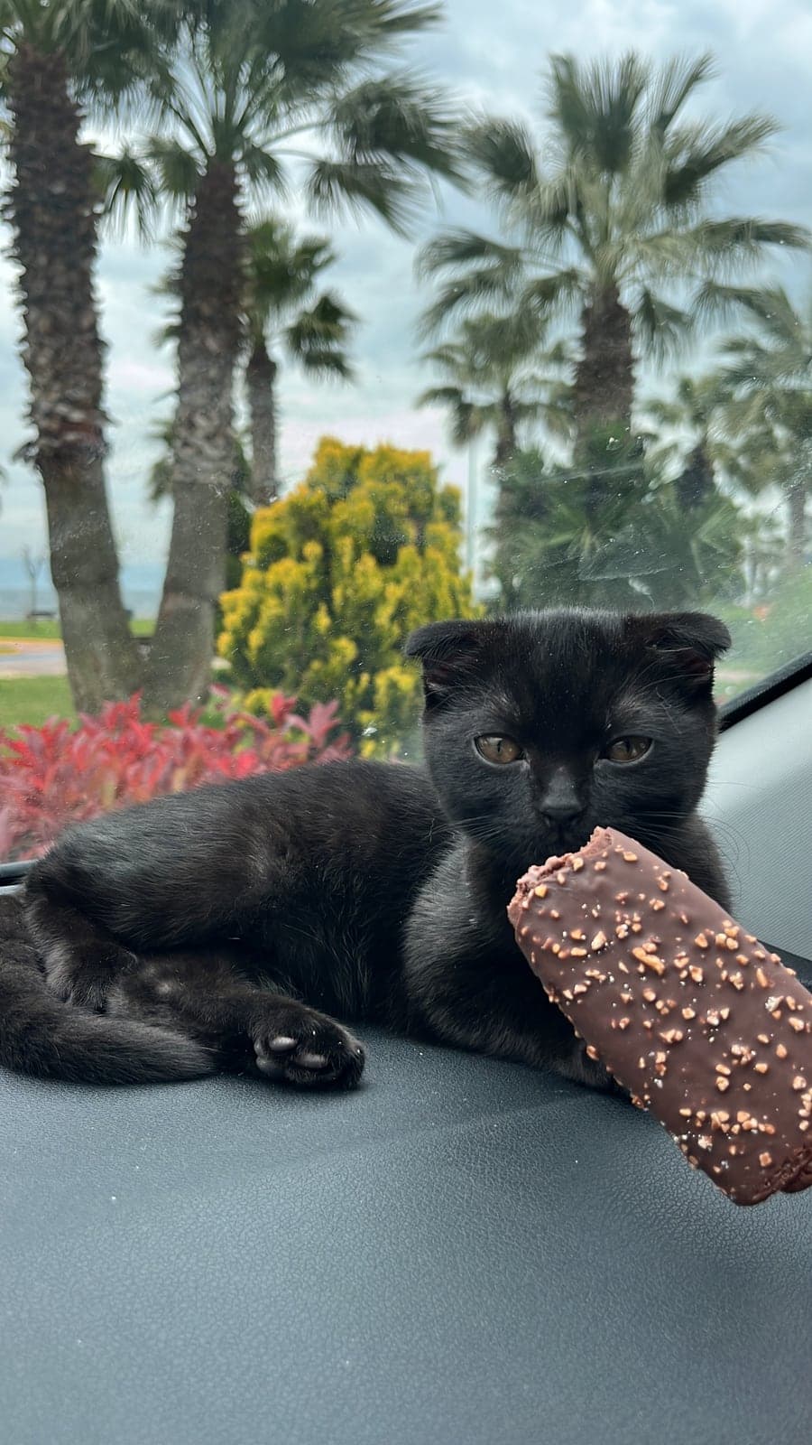 kartal Bilmiyorum Kedi, Istanbul