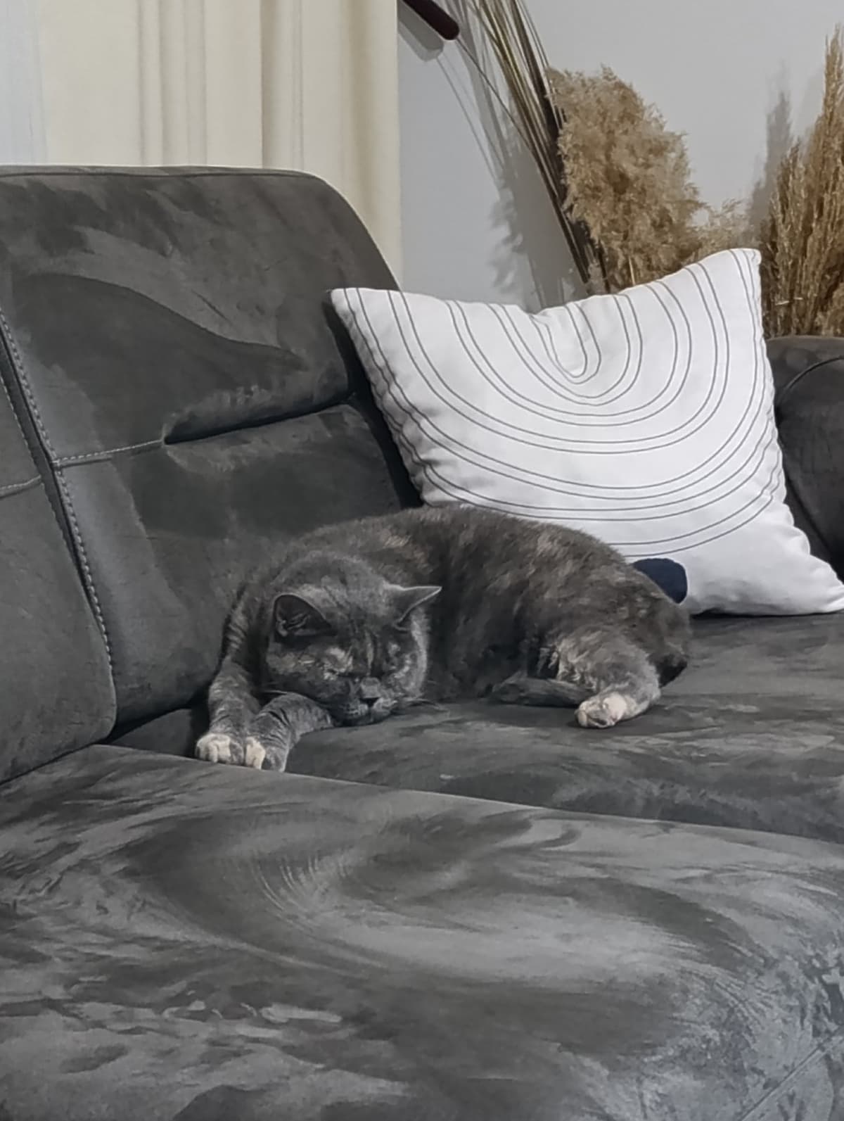 Misis Scottish Straight Kedi, Antalya