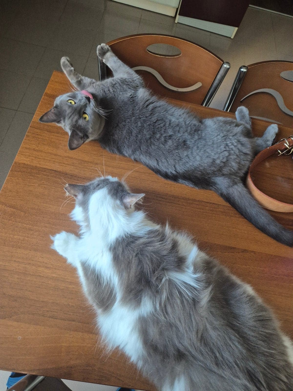 Şiva British Shorthair Kedi, İzmir