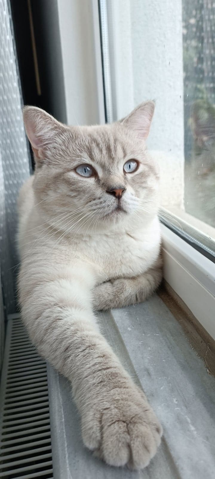 Bulut British Shorthair Kedi, İstanbul