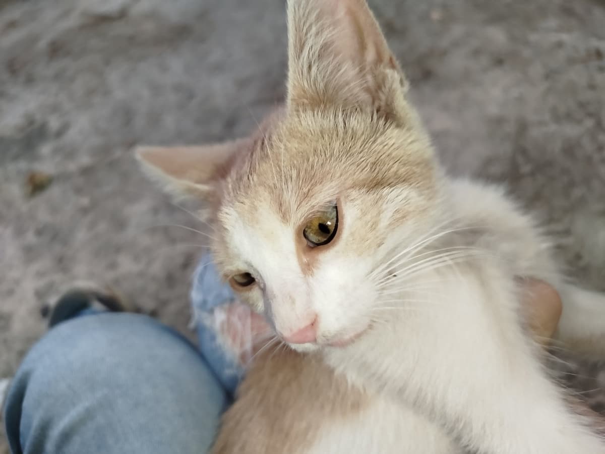Limon Sokak Kedisi Kedi, Denizli