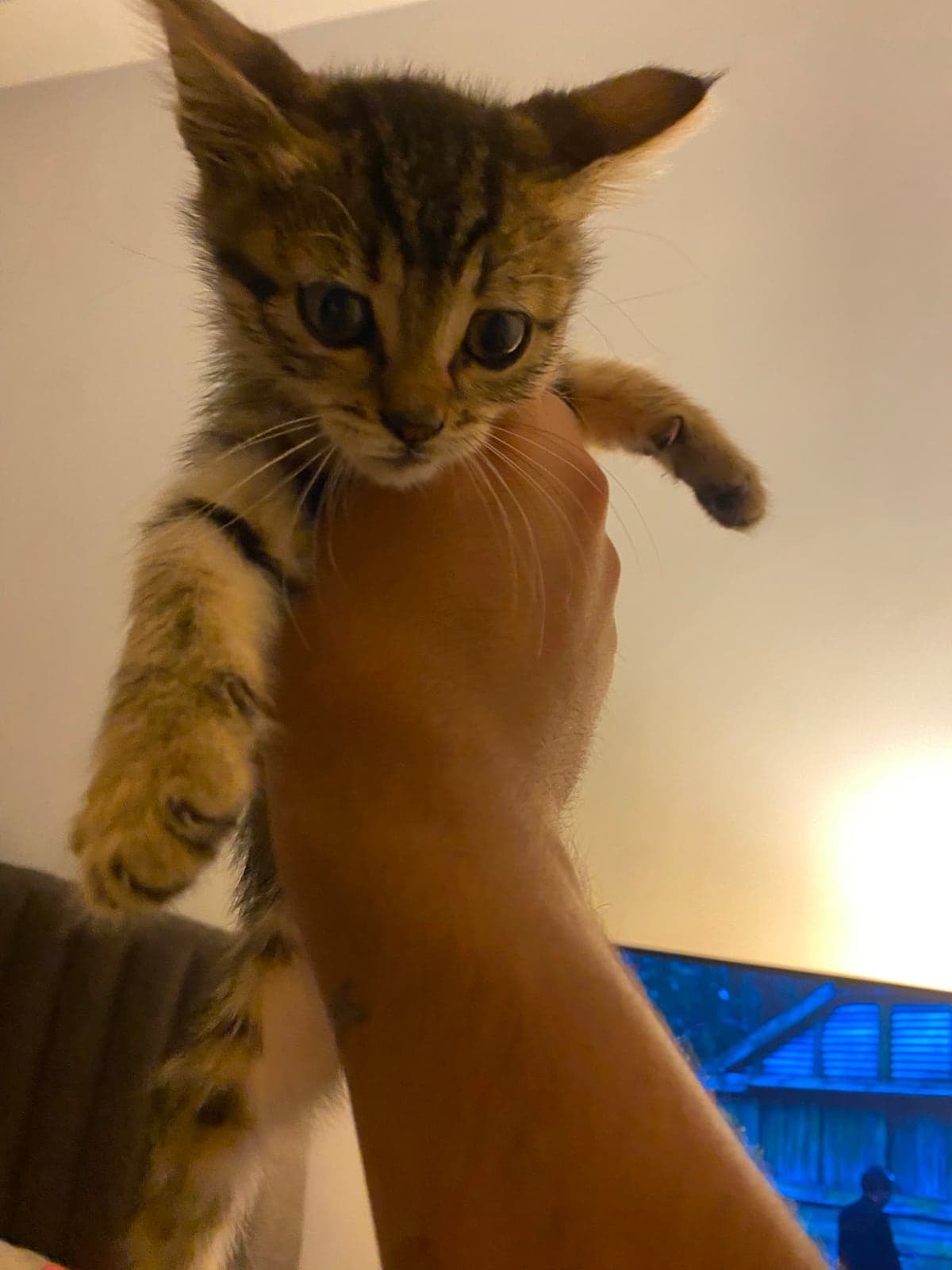 Ad konulmamıştır henüz Tekir Kedi, Ankara