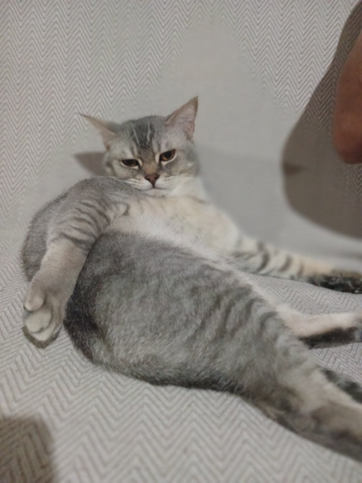 Muci British Shorthair Kedi, Kocaeli