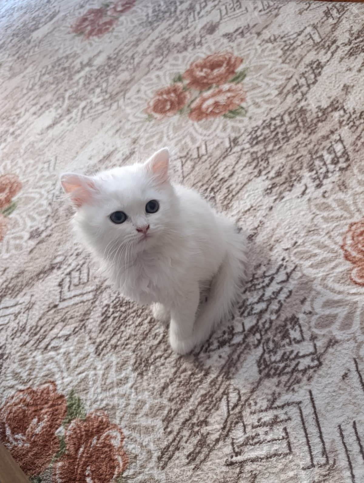 Bulut British Longhair Kedi, Balıkesir