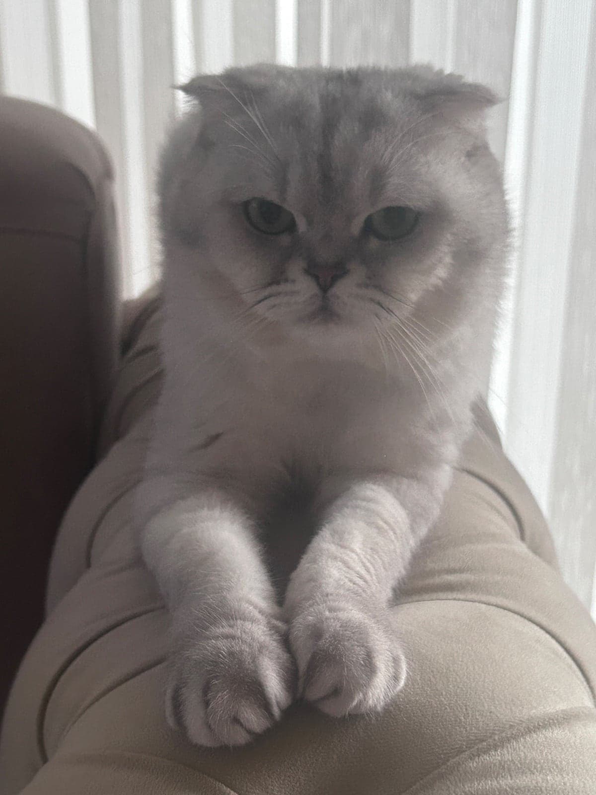 Duman Scottish Fold Kedi, İstanbul