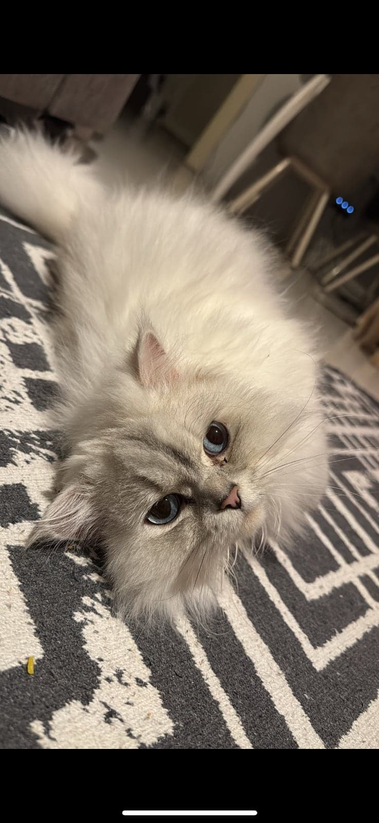 Çakıl British Longhair Kedi, Eskişehir