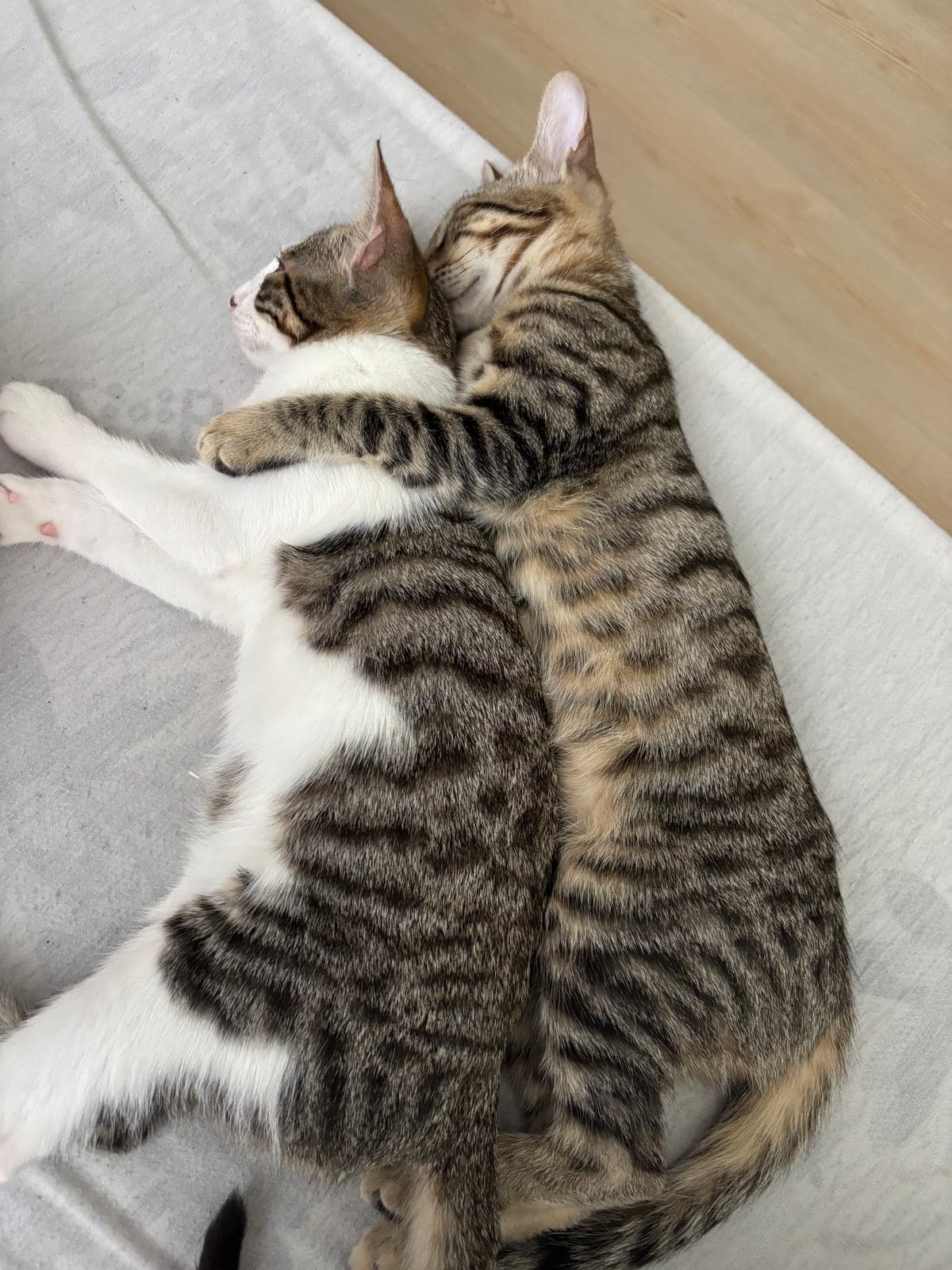 Unnamed Tekir Kedi, Bursa