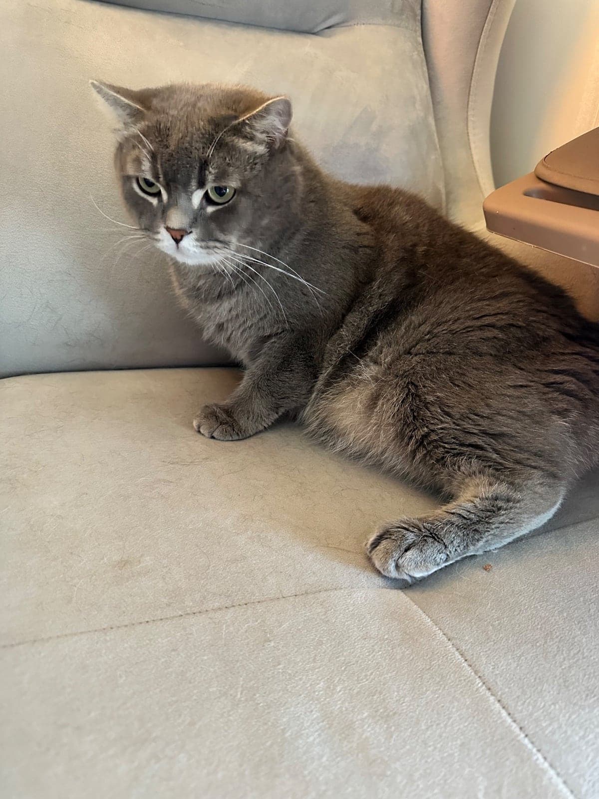 Sherlock British Shorthair Kedi, İstanbul