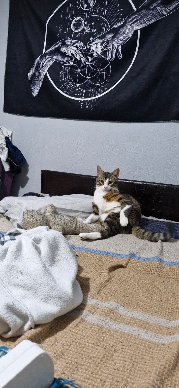 Darwin Tekir Kedi, İzmir